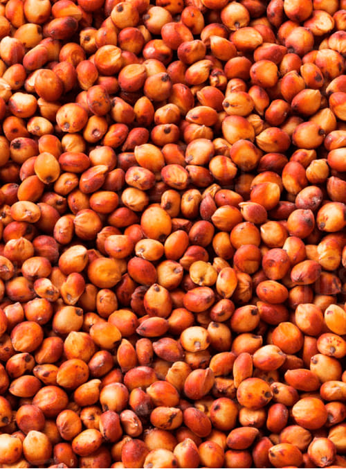 Sorgo